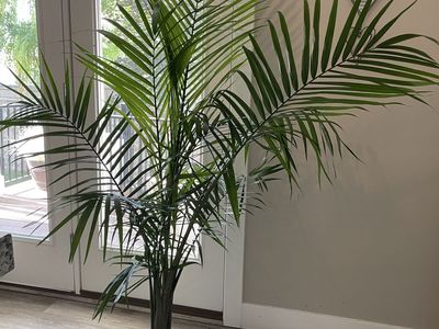 Real indoor majesty palm plant