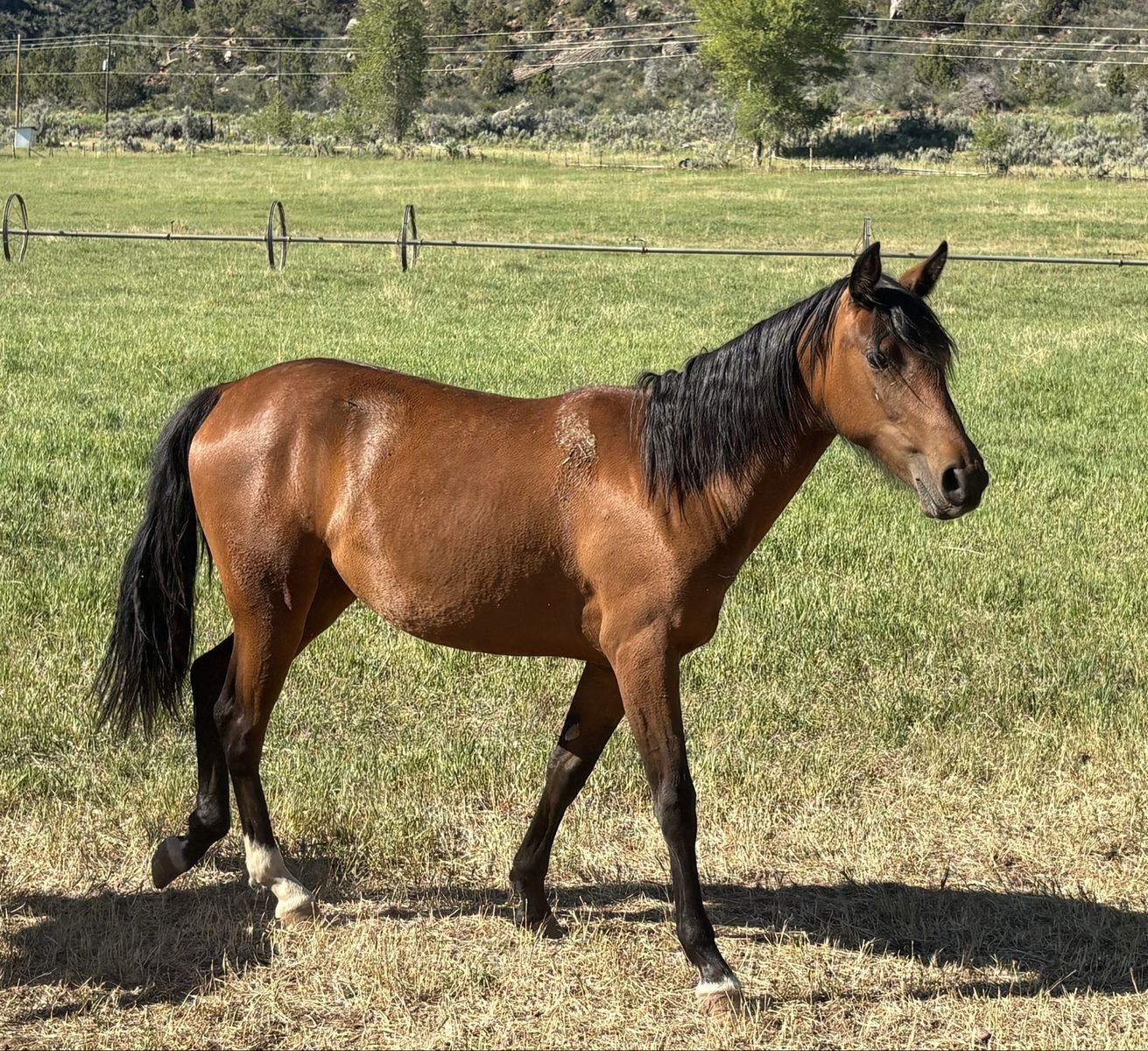 Tennessee Walker Filly