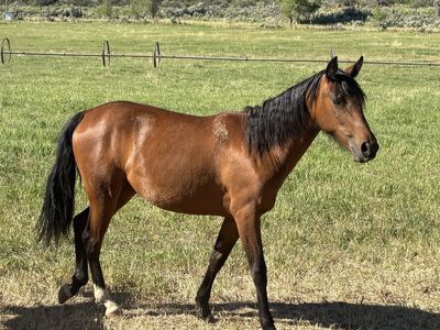 Tennessee Walker Filly