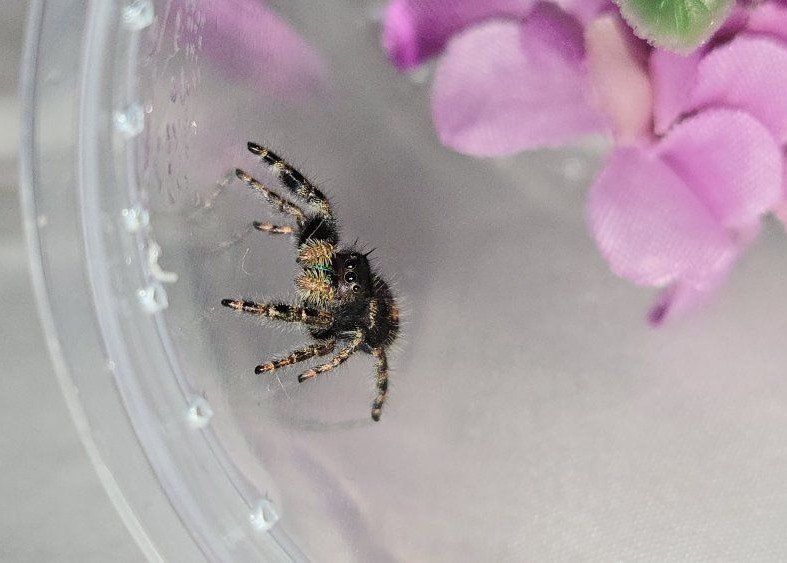 jumping spider audax 