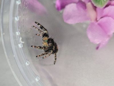 jumping spider audax