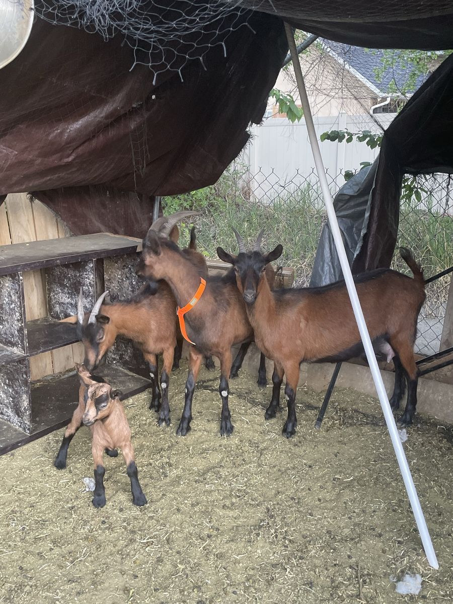 Oberhasli Goats
