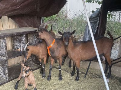 Oberhasli Goats