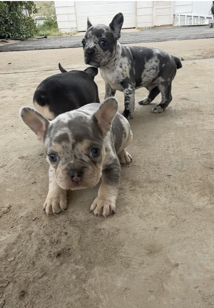 French bulldog puppies