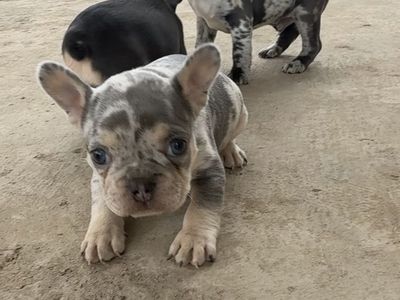 French bulldog puppies
