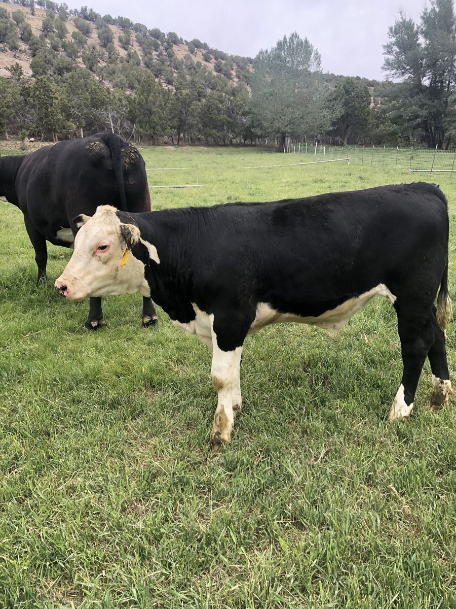 Beef steers
