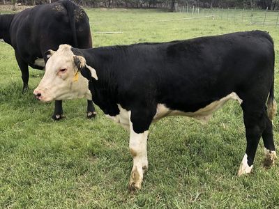 Beef steers