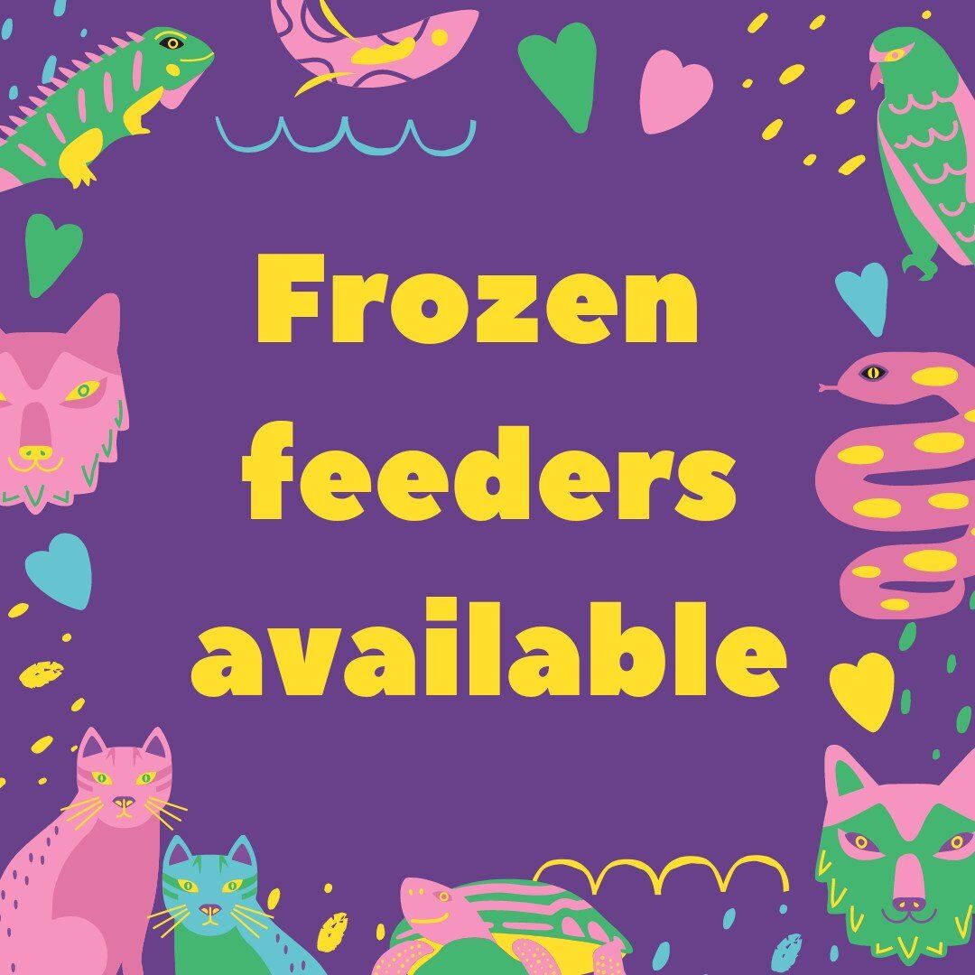 Frozen XL and Medium Rats