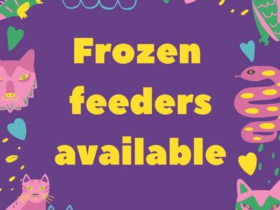 Frozen XL and Medium Rats