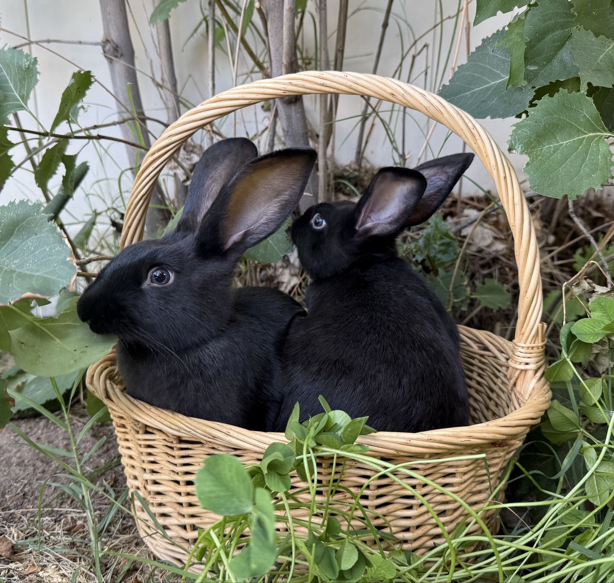 Beautiful Black New Zealand Rabbits
