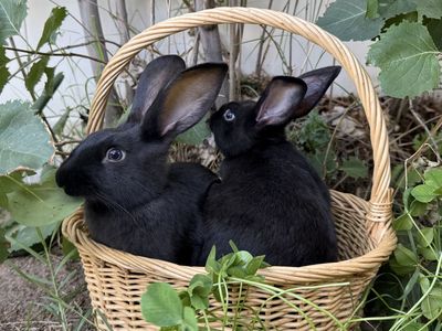 Beautiful Black New Zealand Rabbits