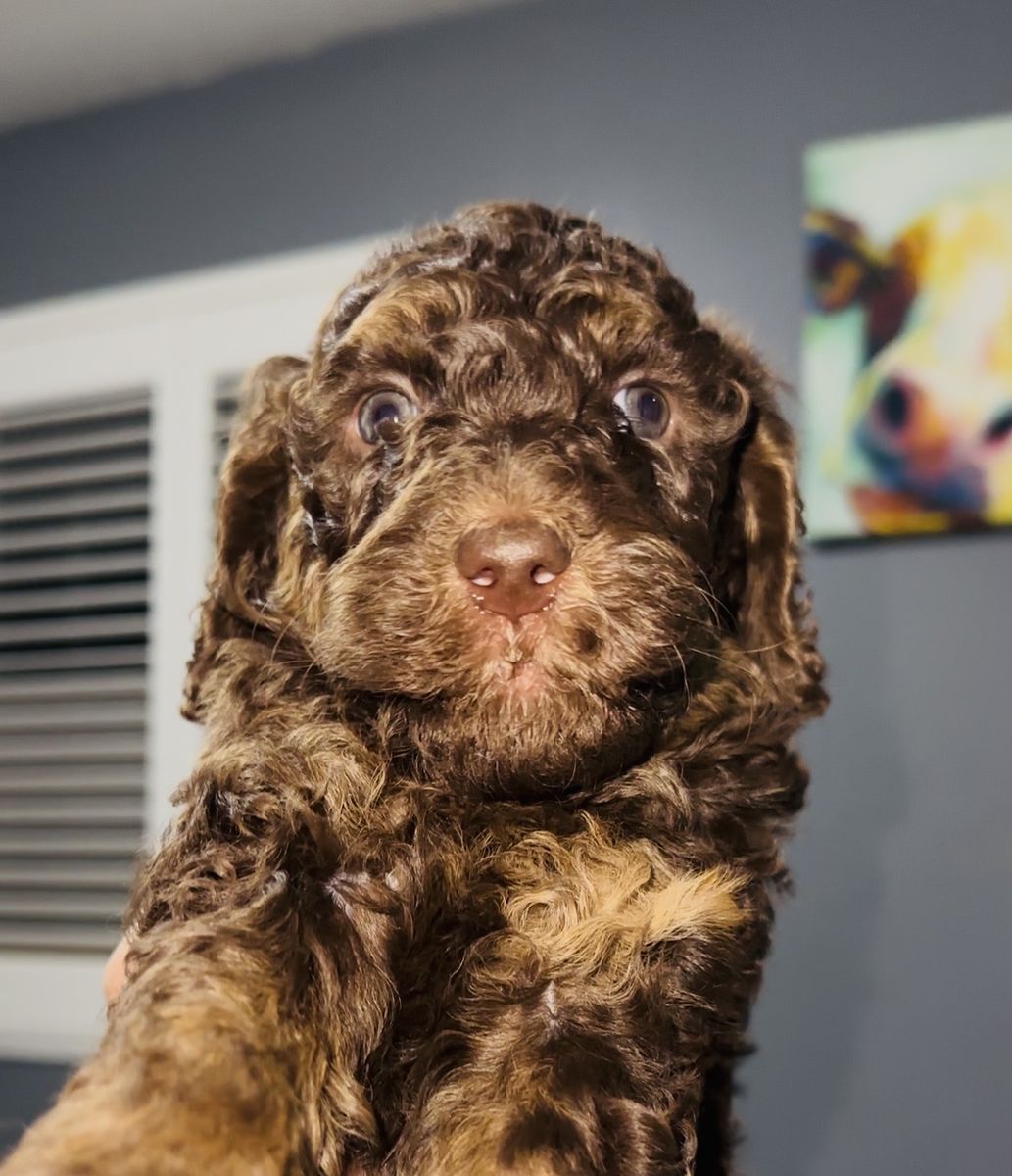 Standard Poodles 10 Weeks Old