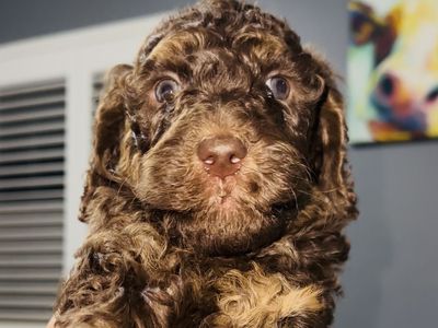 Standard Poodles 10 Weeks Old