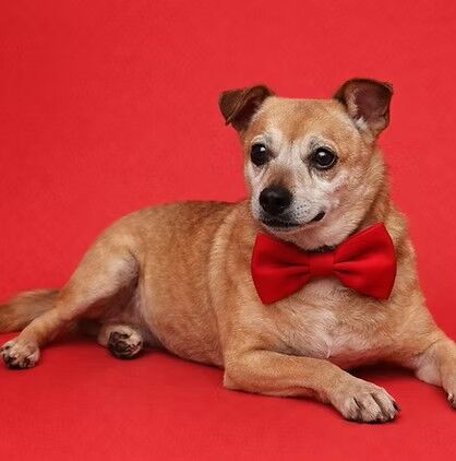 Puck - Chihuahua Mix - Available for adoption