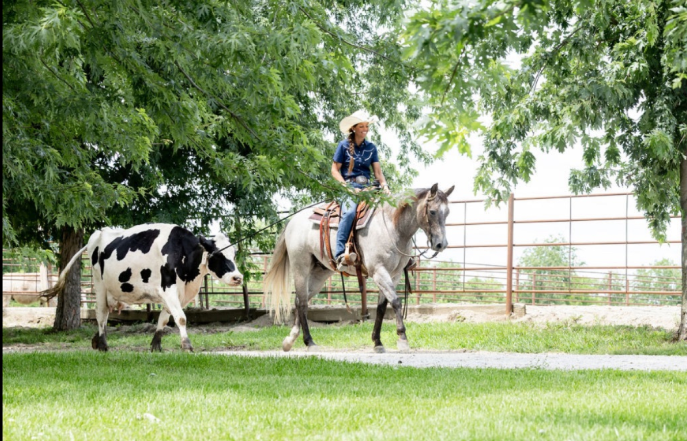 Cat Badger 2021 AQHA Gelding