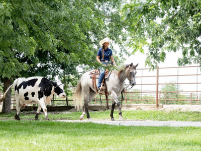 Cat Badger 2021 AQHA Gelding