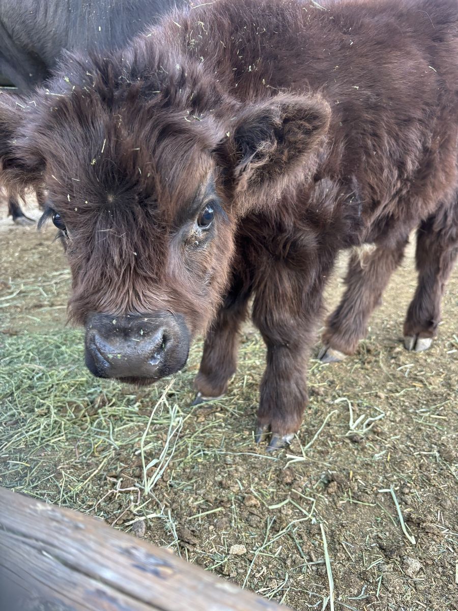 Highland Bull Calf - 3 Months Old, Chocolate Brown