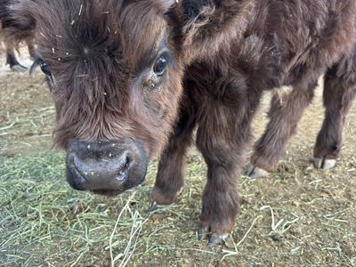 Highland Bull Calf - 3 Months Old, Chocolate Brown
