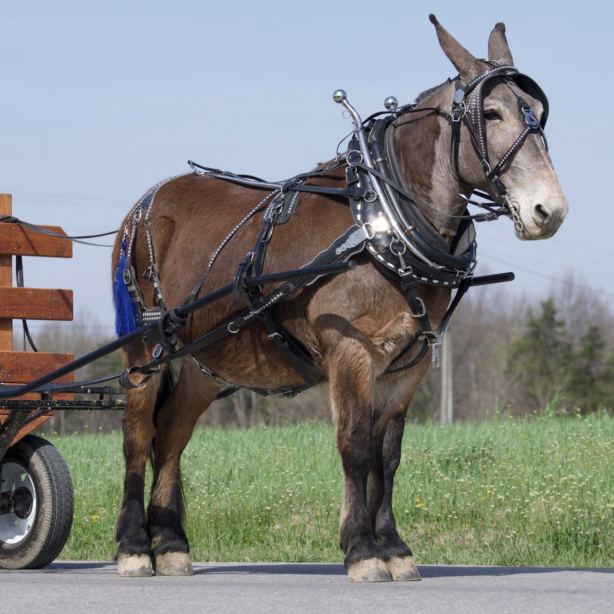 Jimmy - Draft Mule for Sale