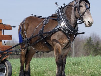 Jimmy - Draft Mule for Sale