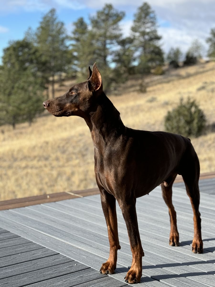 Doberman (red/rust) for Stud Service