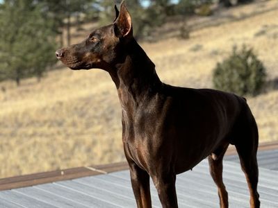 Doberman (red/rust) for Stud Service