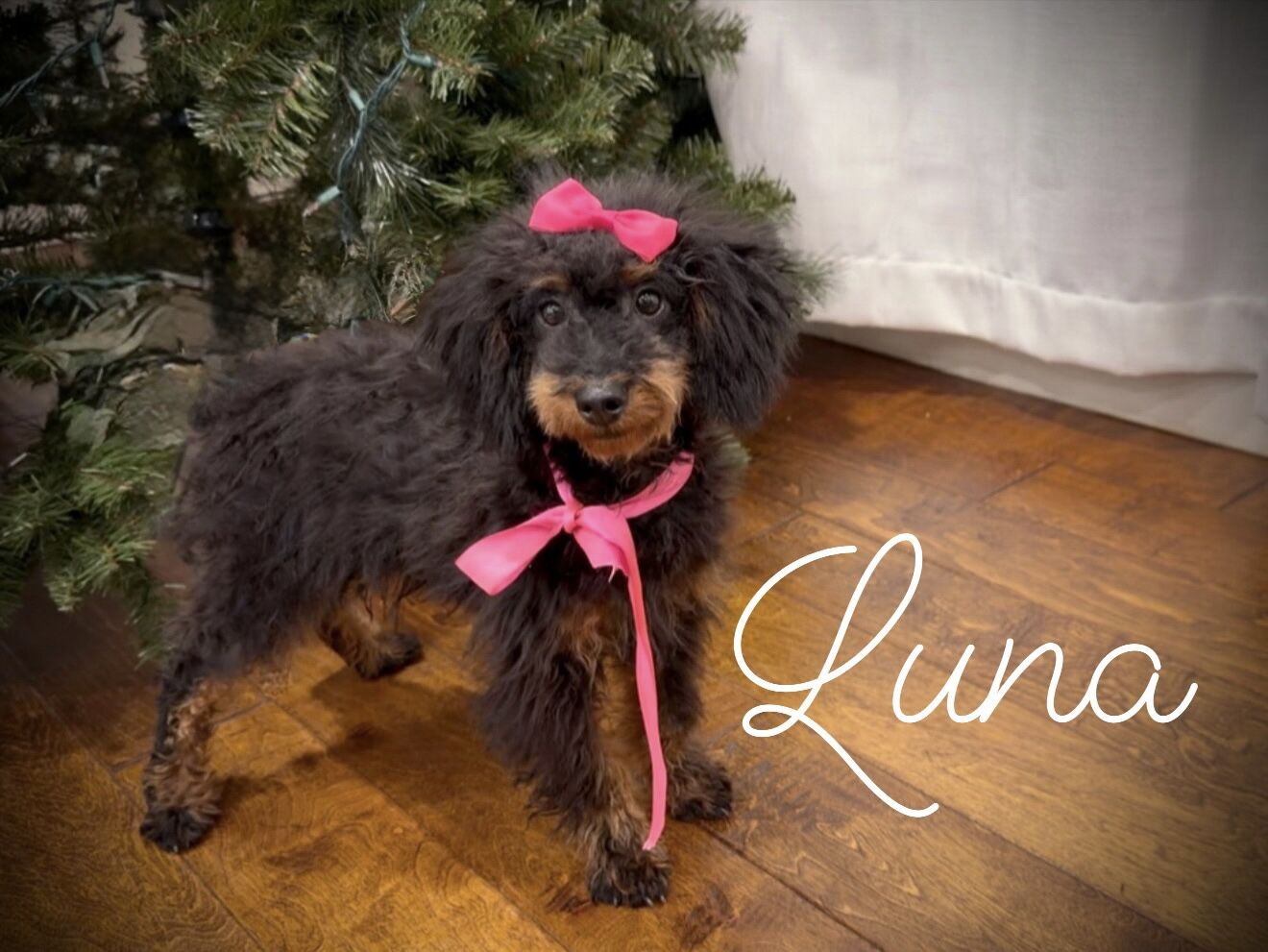 AKC mini poodle girl