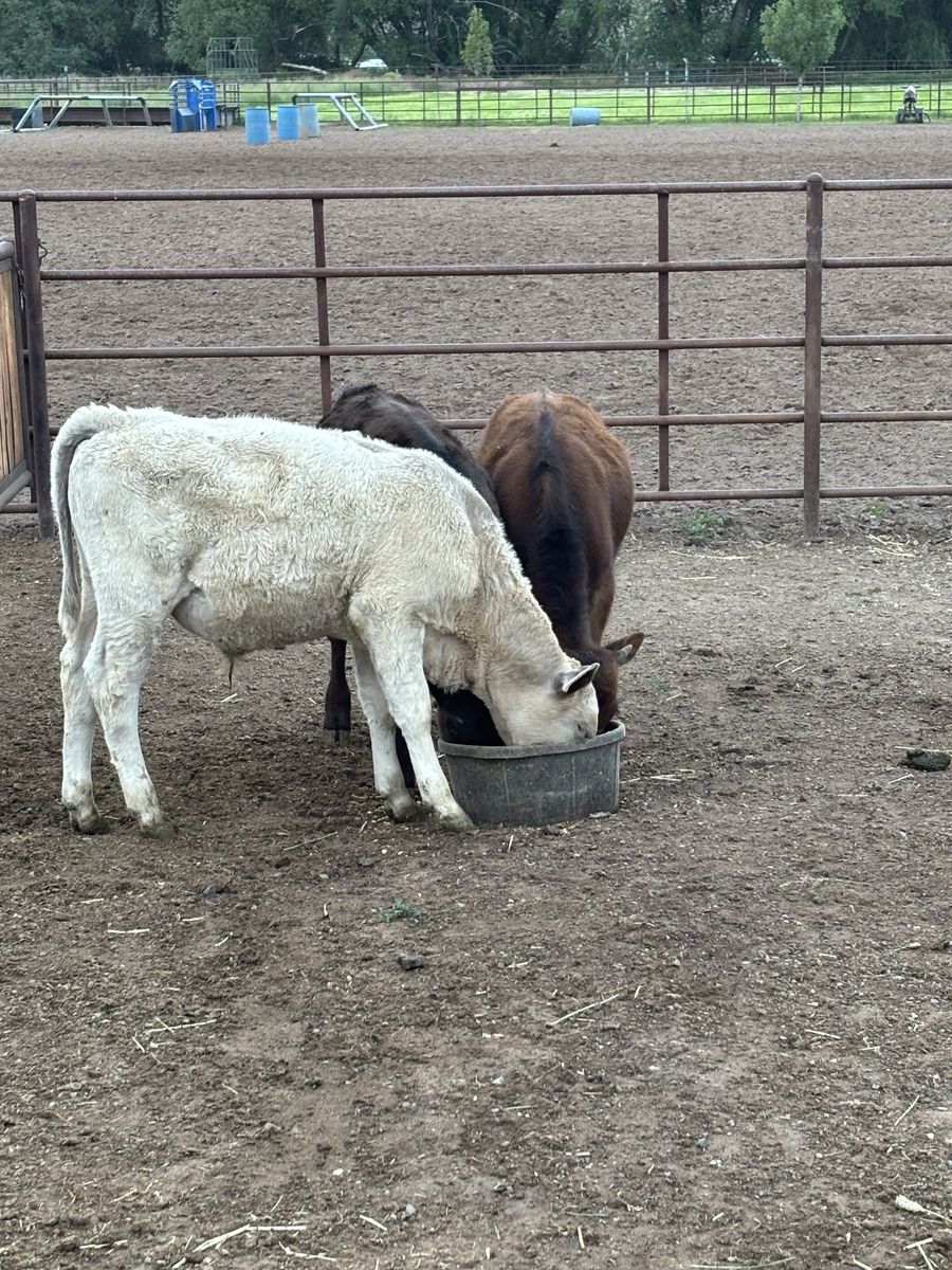 Breakaway calves