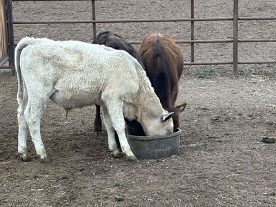 Breakaway calves
