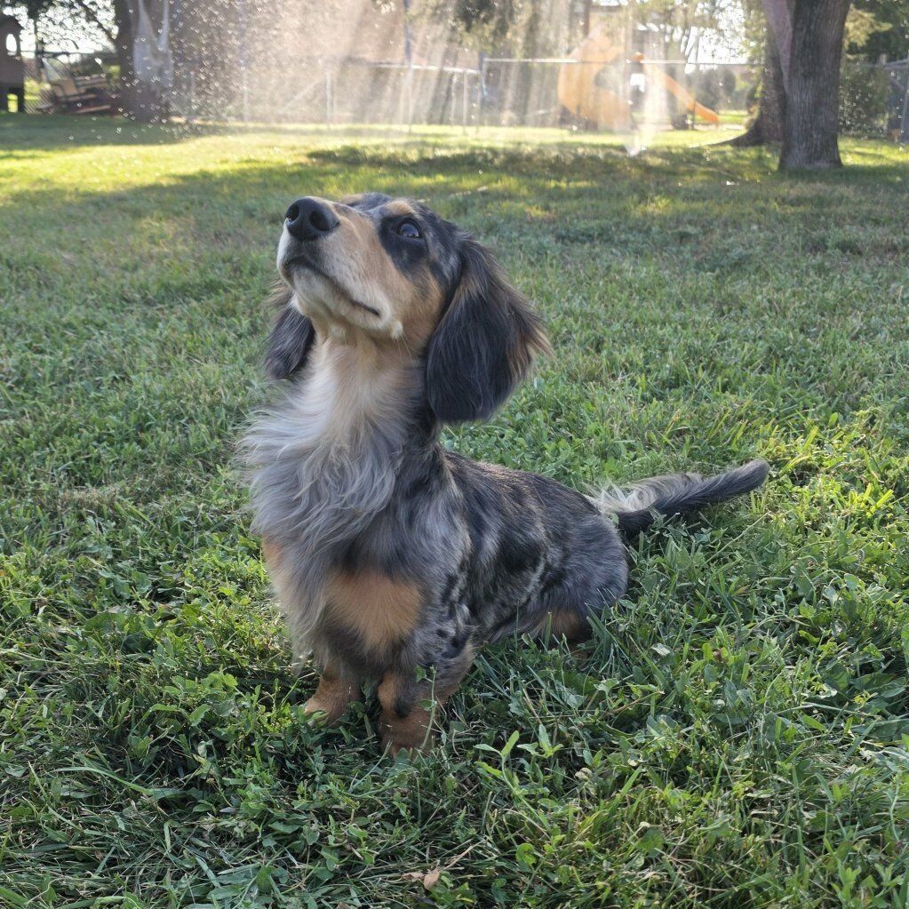 AKC Dachshund Stud