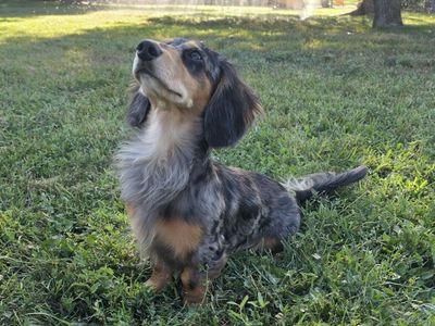 AKC Dachshund Stud