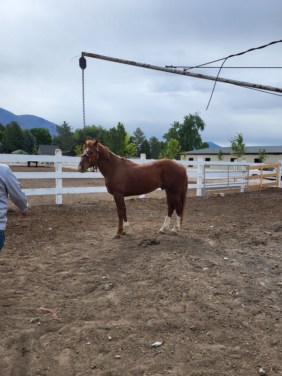 horses for sale
