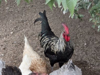 7 Large Roosters - FREE