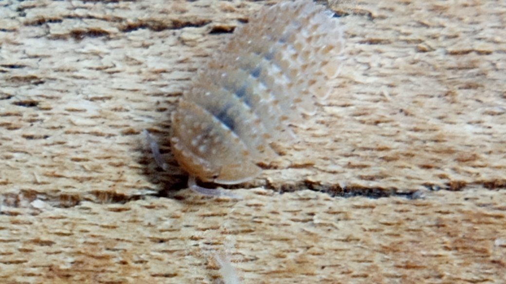 Isopods