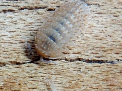 Isopods