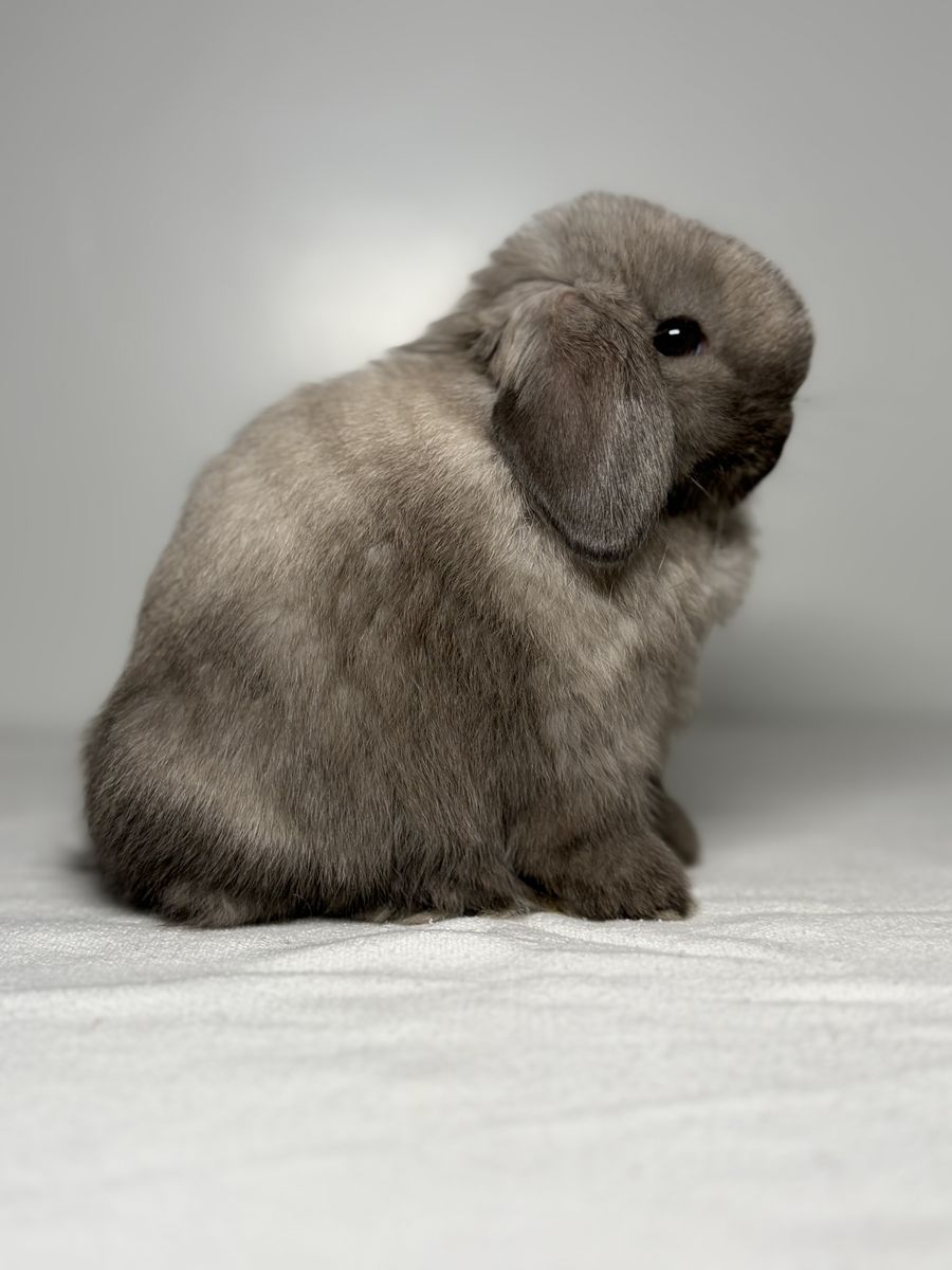 Holland Lop
