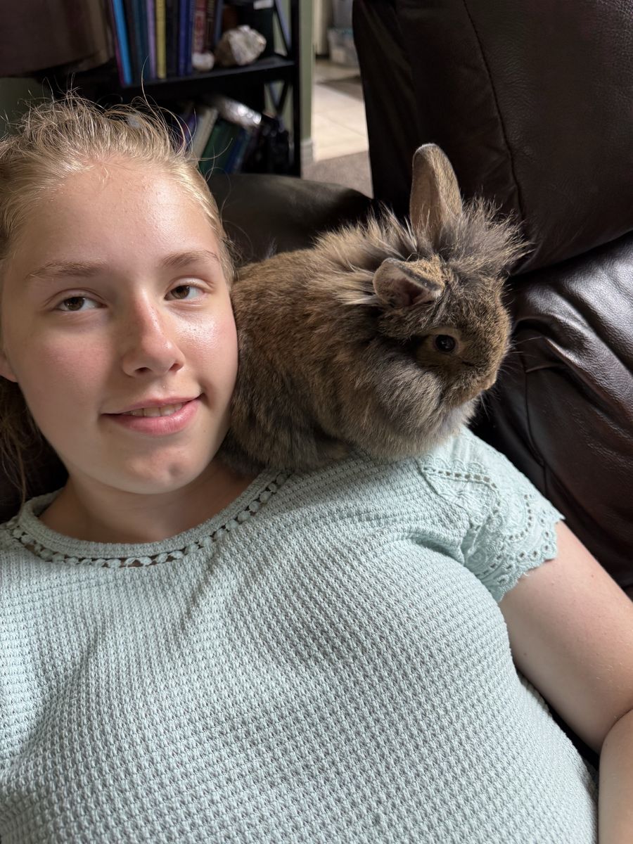 Litterbox trained bunny 1/2 Holland Lop 1/2 Lionhead