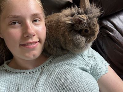 Litterbox trained bunny 1/2 Holland Lop 1/2 Lionhead