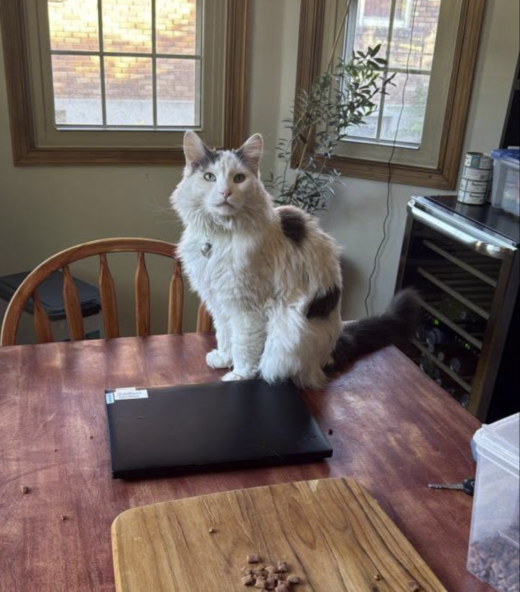 Our cat Miso is missing (Marmalade)