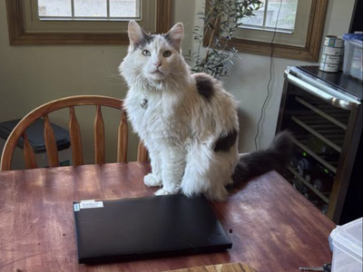 Our cat Miso is missing (Marmalade)