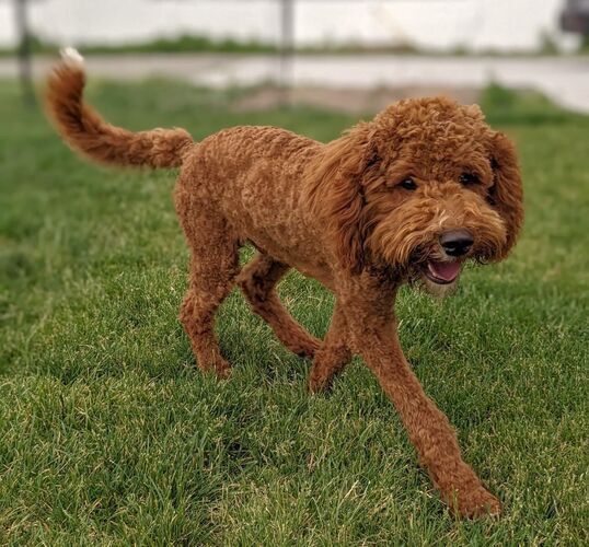 Moyen Poodle Stud - Great Red Curls And Calm