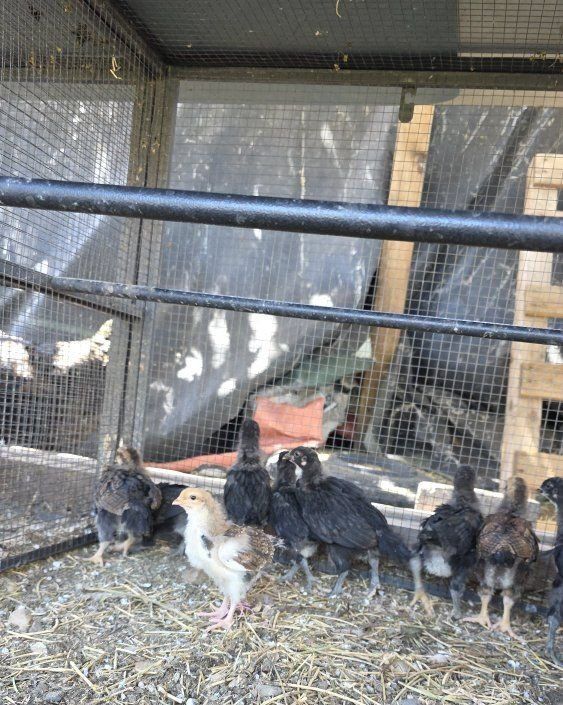 Baby Chicks