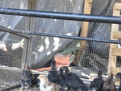 Baby Chicks