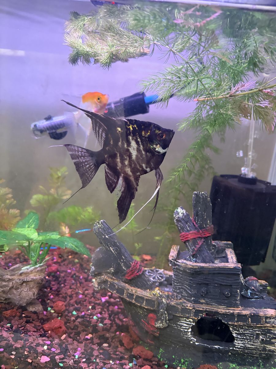Angel fish