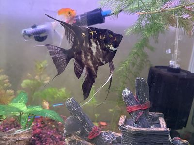 Angel fish