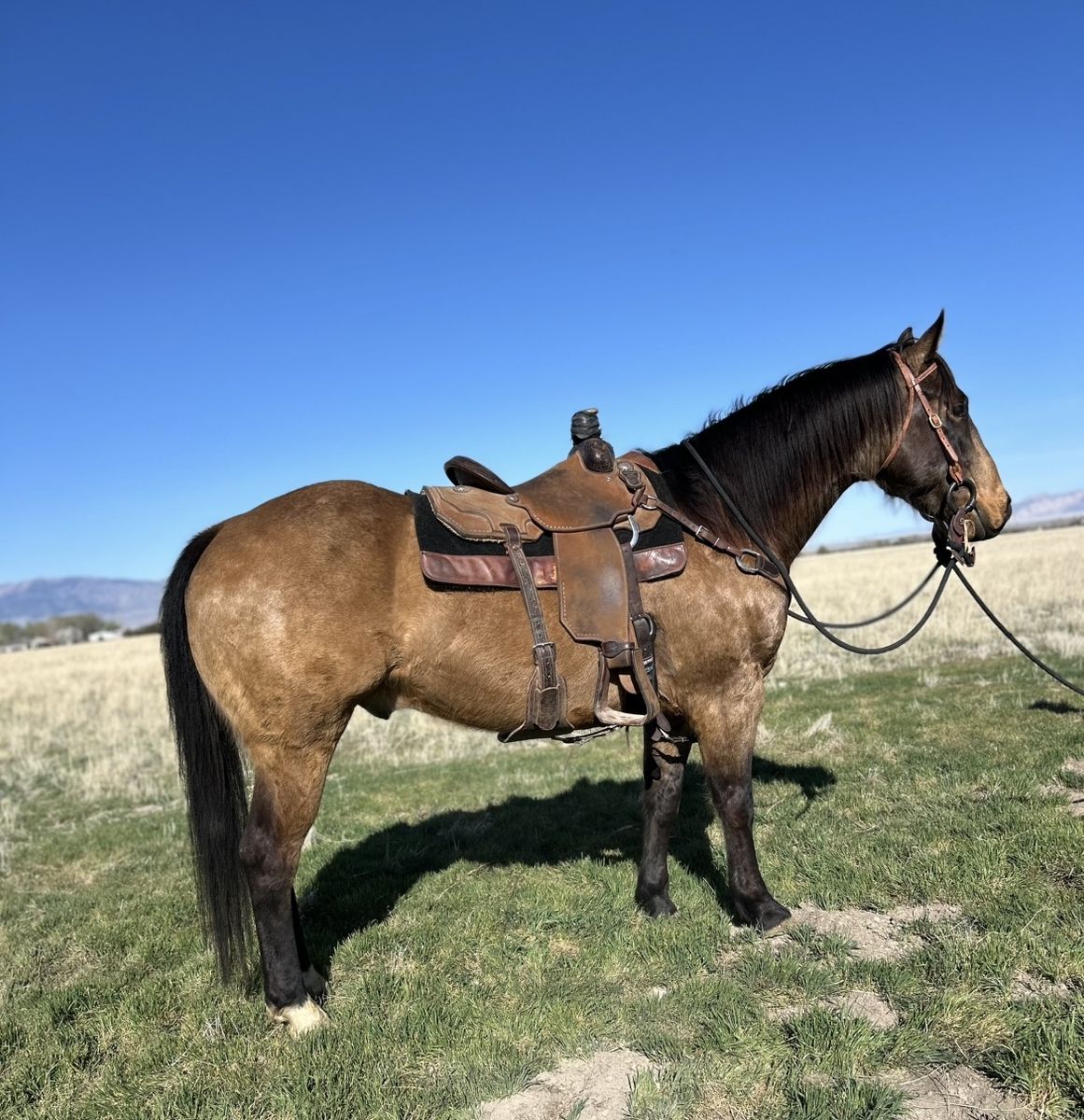 7 Year Old Gelding