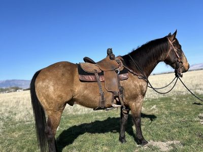 7 Year Old Gelding