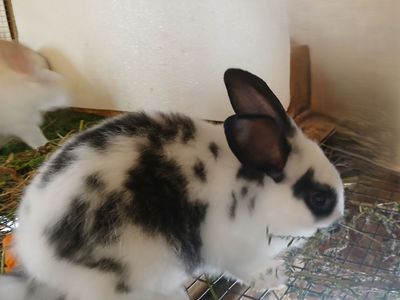 4 Bunny Rabbits pets, meat, great for 4H