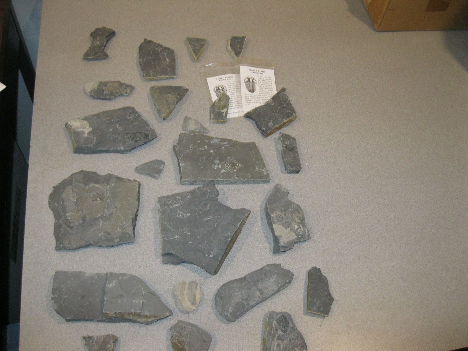 Lot Of Trilobite Fossils