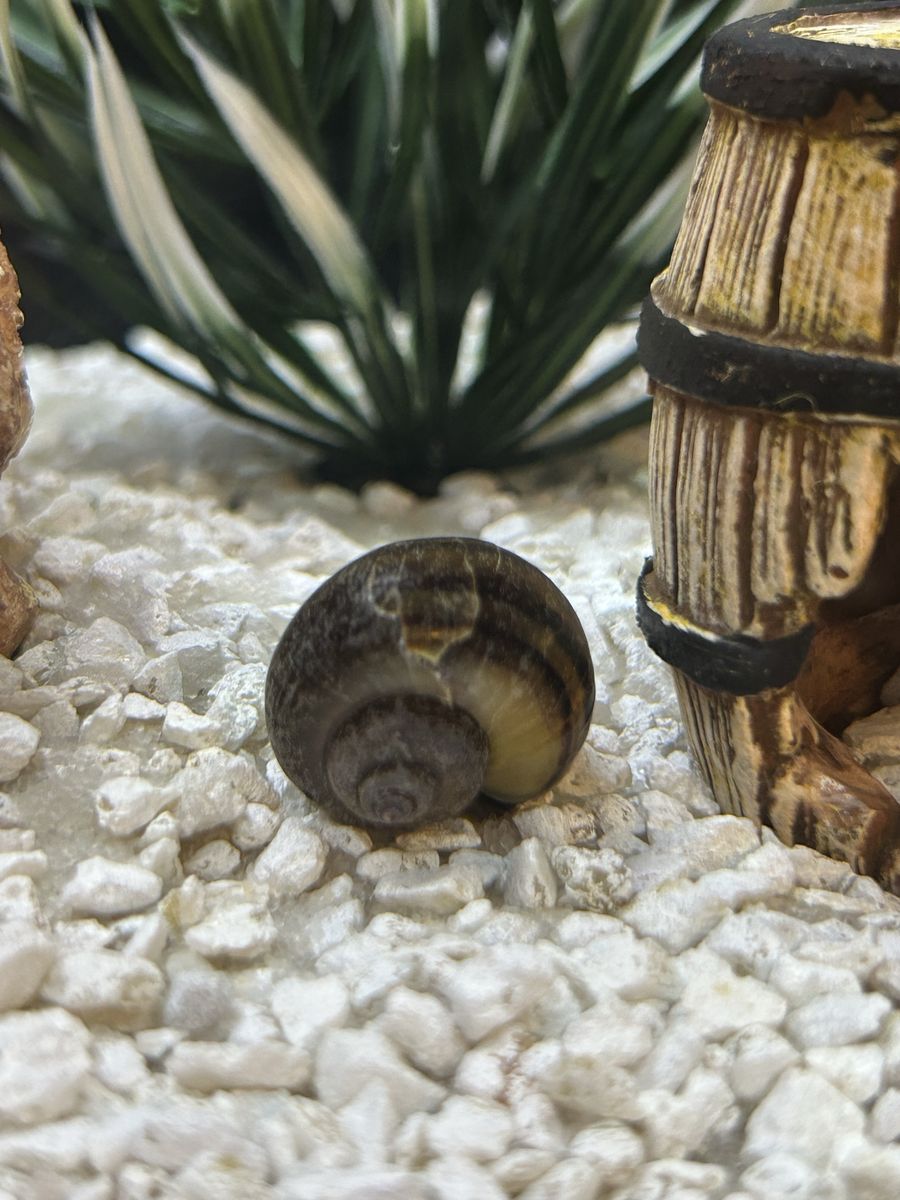 Freshwater Snail